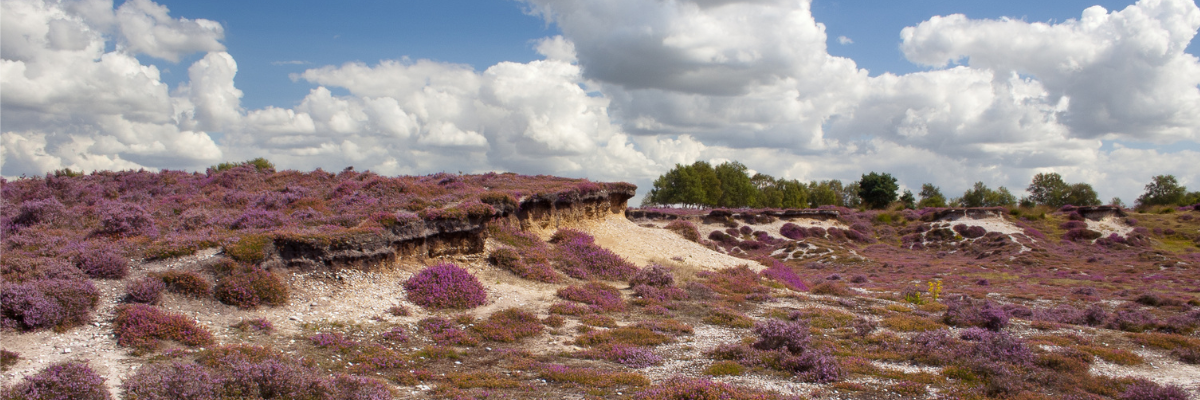 Westleton Heath